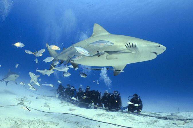 Bull Shark Extreme - 1tank /Only for Certified Divers - Photos With A Dedicated Photographer: A Real Souvenir Option