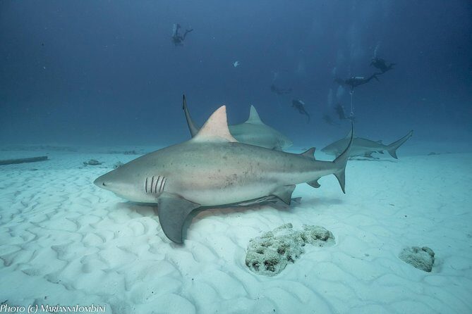 Bull Shark Extreme - 1tank /Only for Certified Divers - On The Water: From Sandy Bottom Descent To Feeder Waiting