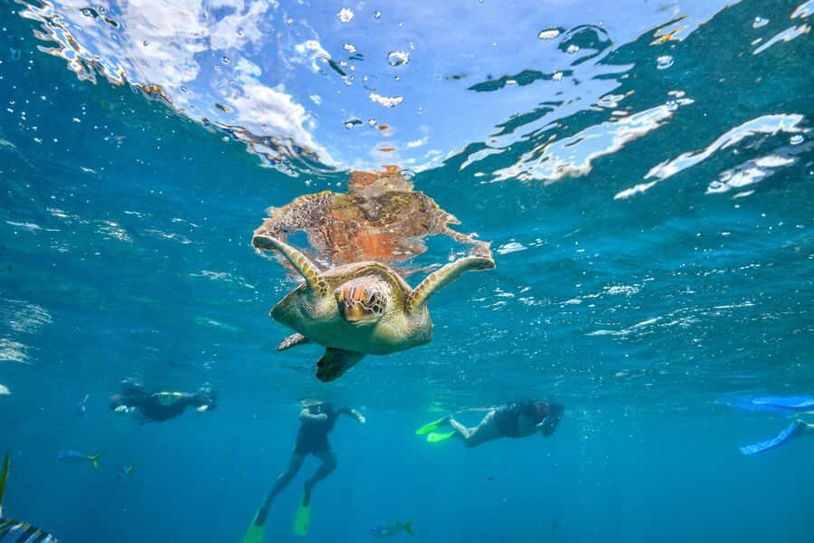 Cancun: Explore Tulum, swim with turtles, cenote, and snorkel in caves - Nohoch Nah Chich cenote: sacred water, cave vibes, and cave-time snorkeling