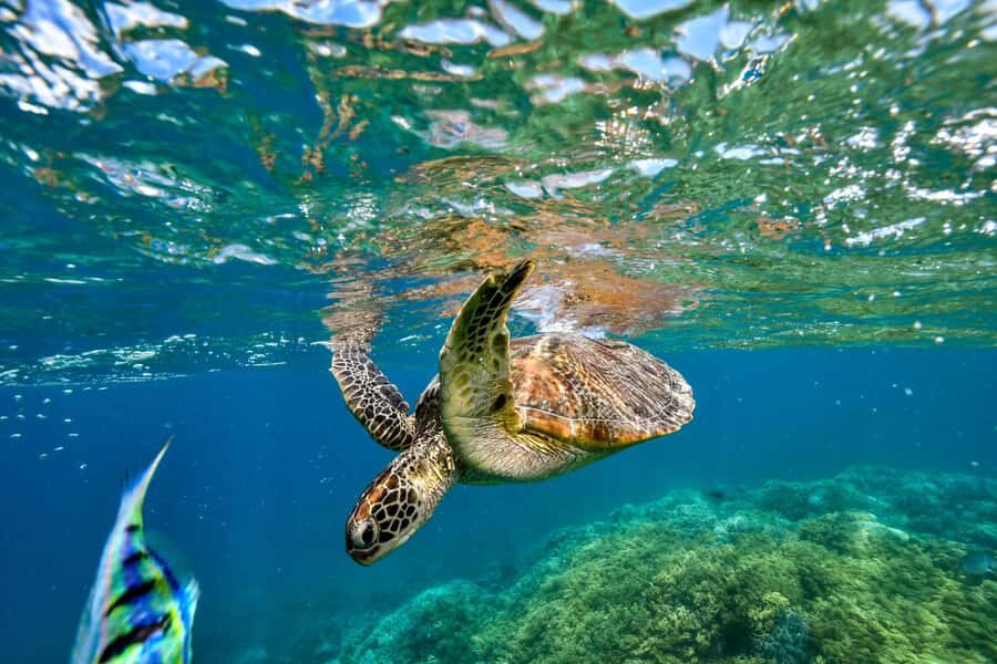Cancun: Explore Tulum, swim with turtles, cenote, and snorkel in caves - Tequila, Mayan chocolate, and lunch that keeps you energized