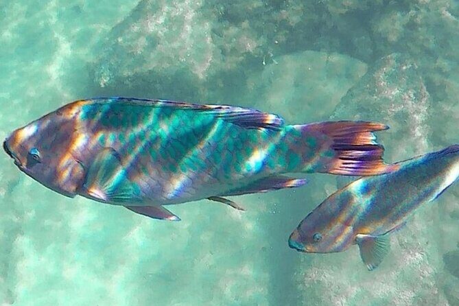 Cenote; Snorkeling and Photos with Colorful Fish - How the lagoon “aquarium” experience works for your eyes (and your camera)
