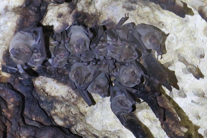 Cenotes diving Dos Ojos and The Bat Cave - Dos Ojos and the Bat Cave: two lighting worlds in one morning
