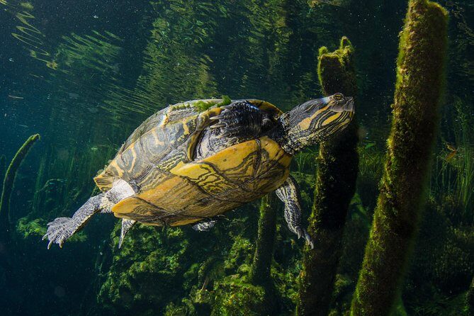 Cenotes snorkeling excursion - Freshwater Cave Snorkeling from Playa del Carmen