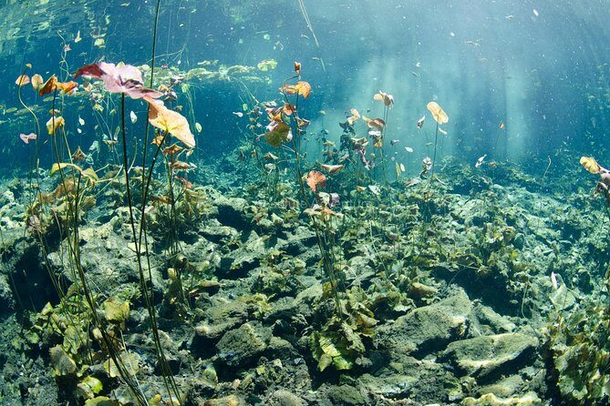 Cenotes Taak Bi Ha & Nicte Ha – VIP Snorkeling Private Tour - Cenote Nicte-ha: Sunlit Open-Air Snorkeling for All Levels