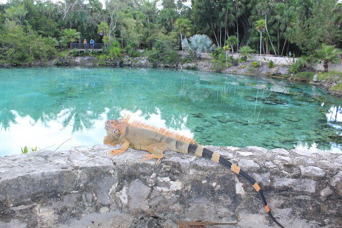 Chankanaab Park Admission +Snorkeling + Lunch included - The biggest logistics risk: don’t get mixed up at the start