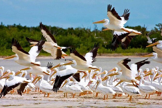 Contoy Island - Why Isla Contoy Feels Like a Peaceful Reef Sanctuary