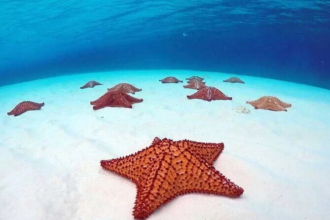 Cozumel 4 Hour Boat Sky Tour - Stop 2: Palancar Reef around 6–7 meters (where marine life gets the spotlight)