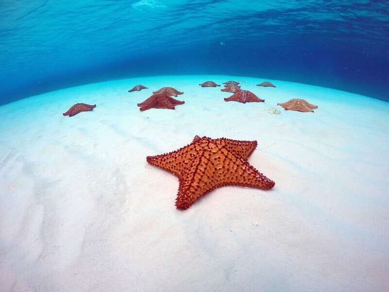 Cozumel: Catamaran, El Cielo Bay & Palancar Reef with Lunch - Palancar Reef Snorkeling: One of the Best Cozumel Coral Gardens