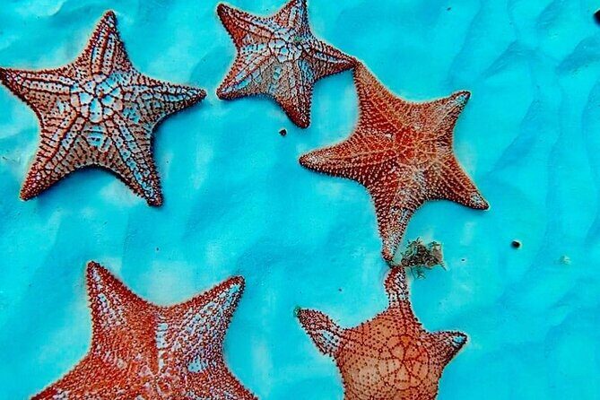 Cozumel Catamaran Fun: Snorkeling, Open Bar & Water Park - El Cielo Sandbar: Starfish Time and Shallow-Water Relaxing