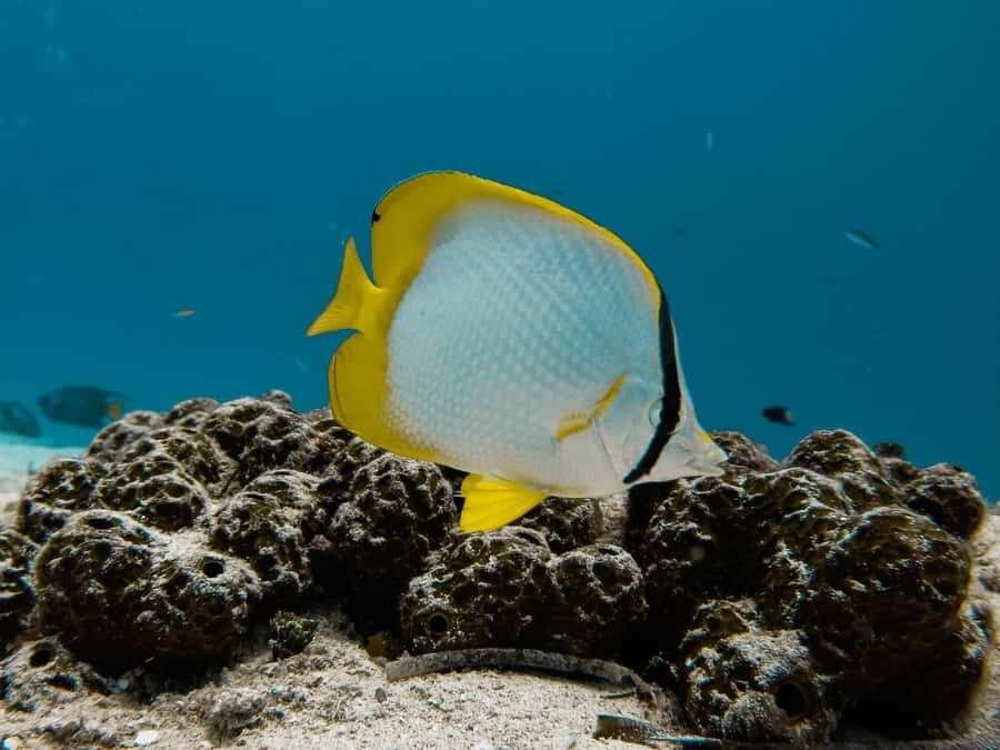 Cozumel: Chankanaab Park Admission+ Snorkel+ Welcome drink - Guided Snorkeling Gear and How the Tour Works