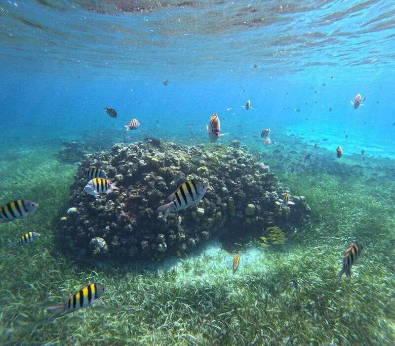 Cozumel, El Cielo: 4-Hour Private Tour - Entering the right mindset for El Cielo snorkeling
