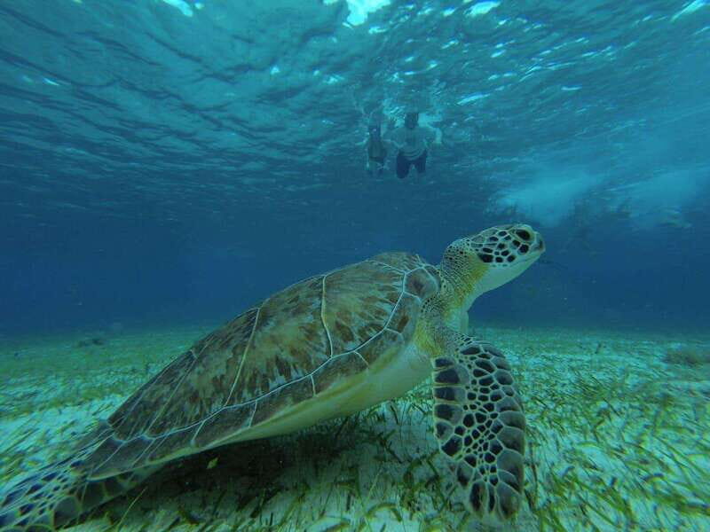Cozumel, El Cielo: 4-Hour Private Tour - Price and value: how $641 per group really breaks down