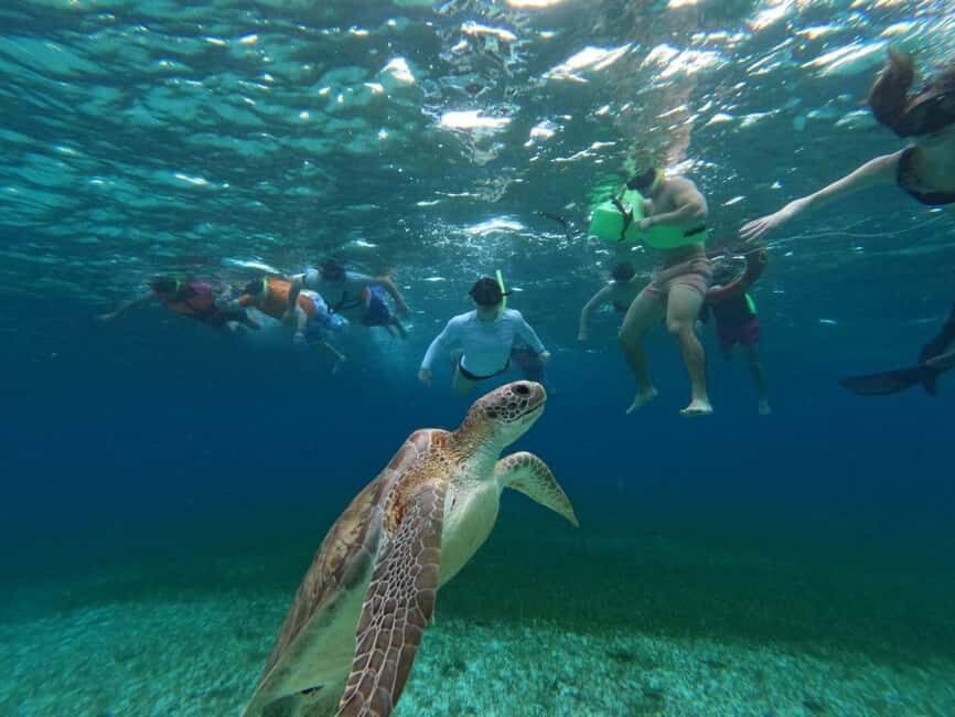 Cozumel, El Cielo: 4-Hour Shared Snorkeling Tour - Why this 4-hour Palancar–El Cielo route is such a smart use of time