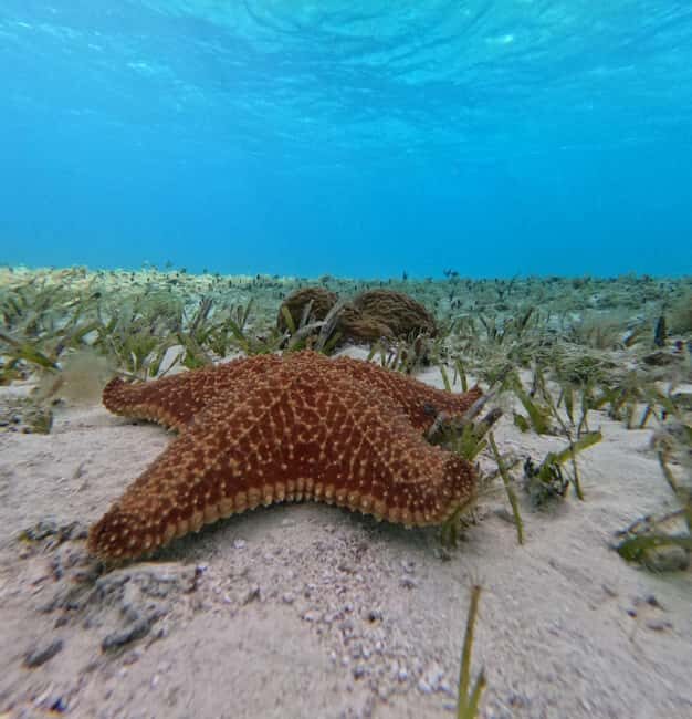 Cozumel, El Cielo: 4-Hour Shared Snorkeling Tour - Arrecife Palancar: what you’re really looking for under the water