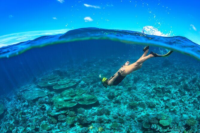 Cozumel Luxury Sailing & Snorkeling Cruise Experience - Price and value: $139 plus the ferry fee reality