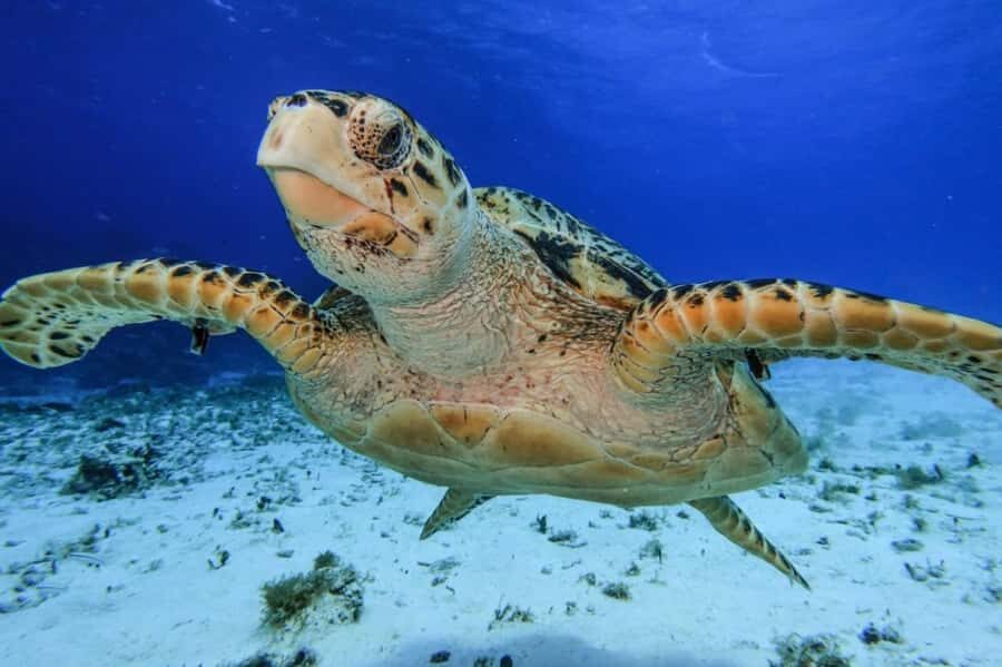 Cozumel: Palancar, Columbia and Cielo Reefs Snorkeling Tour - Palancar and Columbia Reefs: Your Three Snorkel Stops Done Right