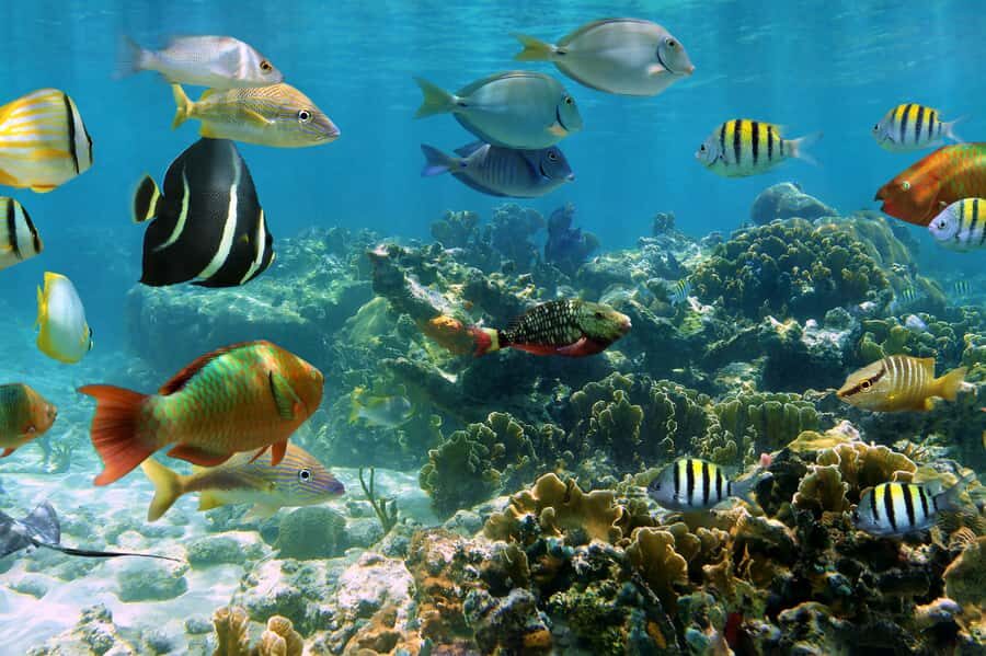 Cozumel: Palancar, Columbia and Cielo Reefs Snorkeling Tour - Getting Started at Marina Cozumel ASIPONA (ASIPONA) Without Losing Time