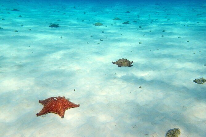 Cozumel Private 4-hour Boat Tour to El Cielo with Snorkeling - Palancar Reef and Colombia Reef: the classic Cozumel swim