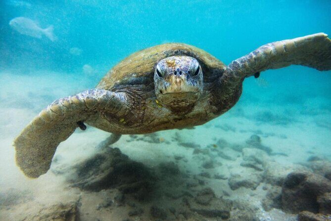 Cozumel Private Snorkeling and Charter Experience - Key points before you book