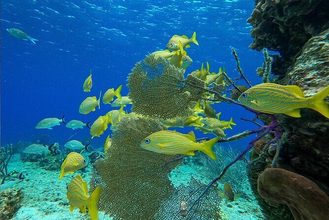 Cozumel Private Yacht and Snorkel with Lunch and Open Bar Onboard - Private Group on a Yacht (Up to 14): Why It Changes the Day