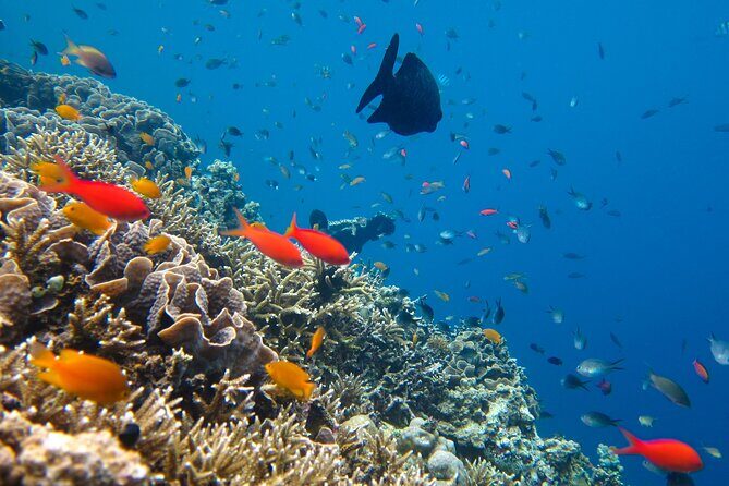 Cozumel Reef Snorkeling Tour - Cozumel reef snorkeling: why this area is so good