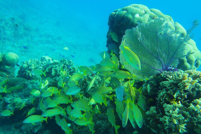 Cozumel Reef Snorkeling Tour - Lunch, gear, and small-group comfort