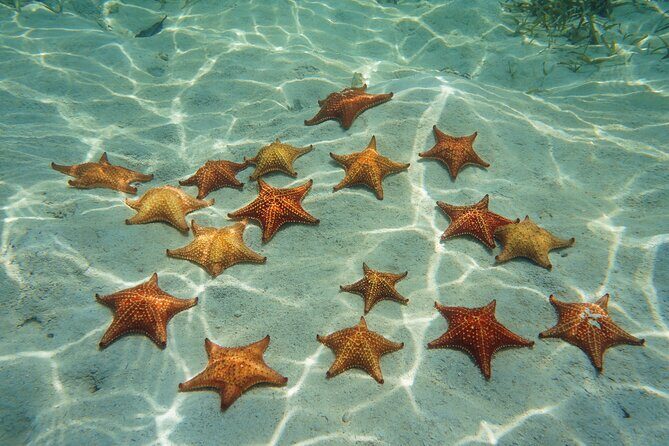 Cozumel Reef Snorkeling Tour - Who this tour fits best