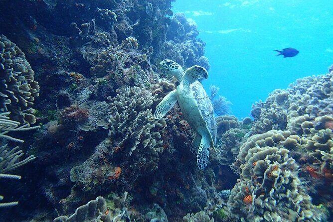 Cozumel Snorkel at El Cielo & 2 Reefs! Transportation from Tulum - Cozumel snorkel from Tulum: the 13-hour reality check