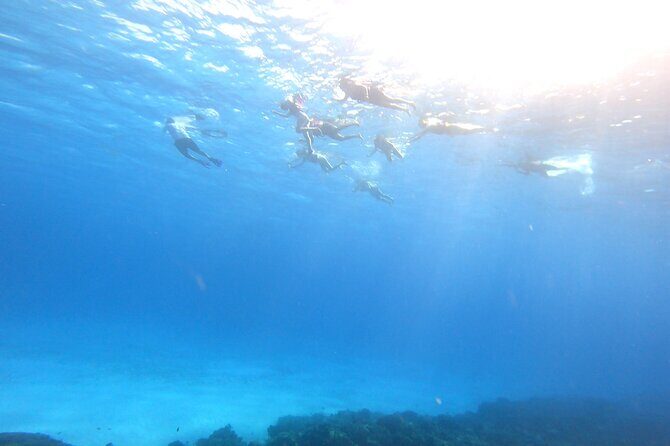 Cozumel Snorkeling Reef Experience with Ceviche and Beers - Stop 1: Columbia Reef for Real Reef Life (Not Just Swimming Around)