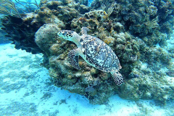 Cozumel Snorkeling Reef Experience with Ceviche and Beers - Stop 3: Playa El Cielo and the Starfish Moment You Came For