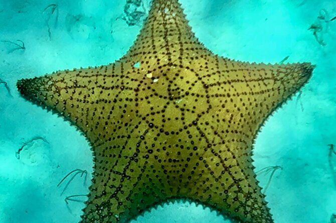 Cozumel Snorkeling Reef Experience with Ceviche and Beers - Meeting Point, Start Time, and What the First 30 Minutes Should Feel Like