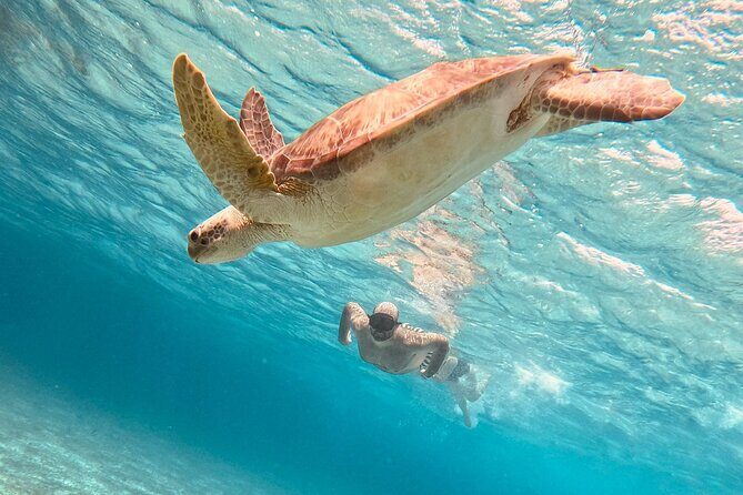 Cozumel: Snorkeling to El Cielo & Cielito with drinks & Snack - Cozumel Reef Hopping in a 4-Hour Block: Palancar, El Cielo, and Cielito