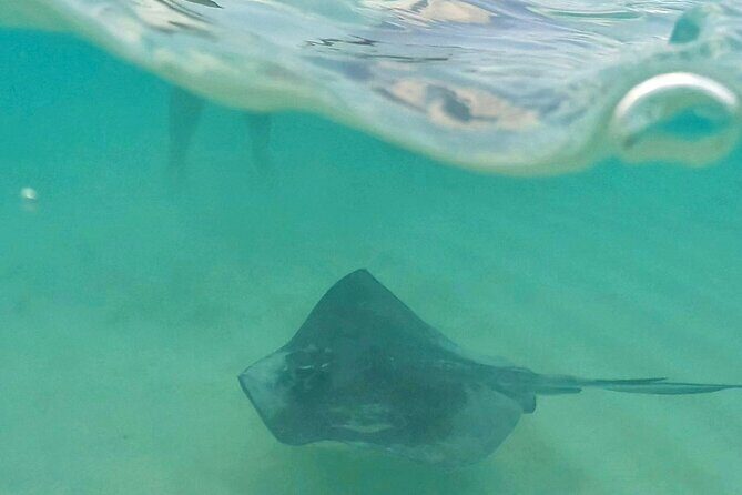 Cozumel: Snorkeling to El Cielo & Cielito with drinks & Snack - Palancar Reef: Two Stops, Two Moods (Popular Reef + Calmer Water)