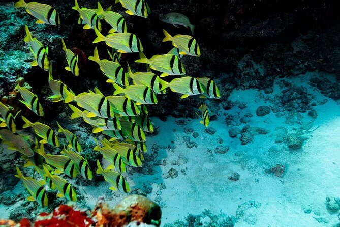 Cozumel Snorkeling Tour from Playa del Carmen - Key takeaways before you go