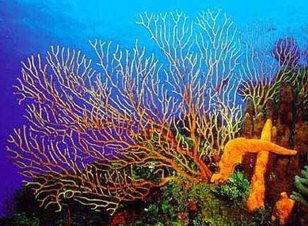 Cozumel Snorkeling Tour to Palancar Reef and El Cielo - Palancar and El Cielo in One Morning: What You Really Get