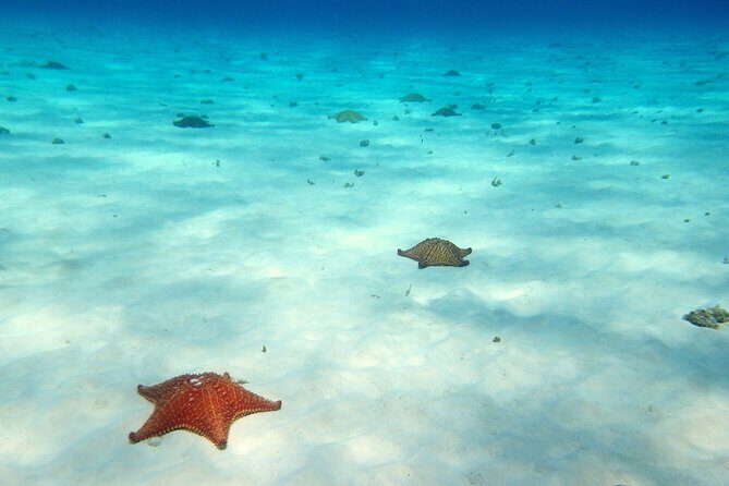 Cozumel Snorkeling Tour to Palancar Reef and El Cielo - Size, Comfort, and the Big Safety Questions to Ask