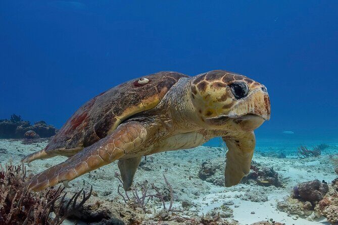 Cozumel underwater 2 Tank Dive by boat - Key things you will like a lot