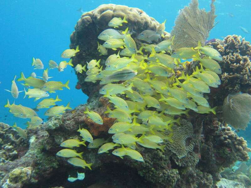 Cozumel: VIP Glass Bottom Boat & Snorkeling 3 Reefs Tour - Snorkel Gear, Underwater Photos, and What’s Worth Bringing