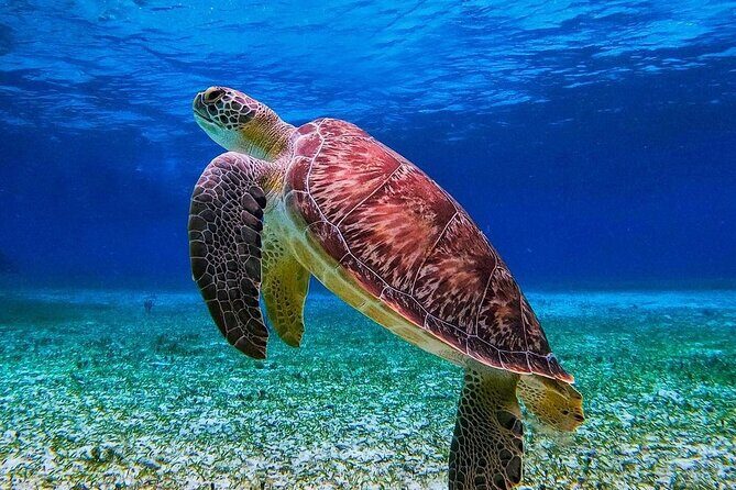 Cozumel's Reefs in El Cielo, Palancar and Columbia Guided Tour - Snorkeling gear and the “fins question”