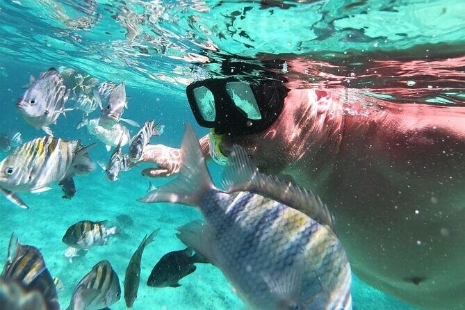 Cozumel's Reefs in El Cielo, Palancar and Columbia Guided Tour - The meeting point at Anchor of Cozumel Muelle: arrive smart
