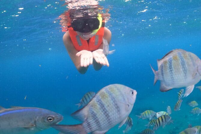Discover Cozumel in a Transparent Boat! - The Southern Reef Snorkel at Legos Reef (15 Minutes)