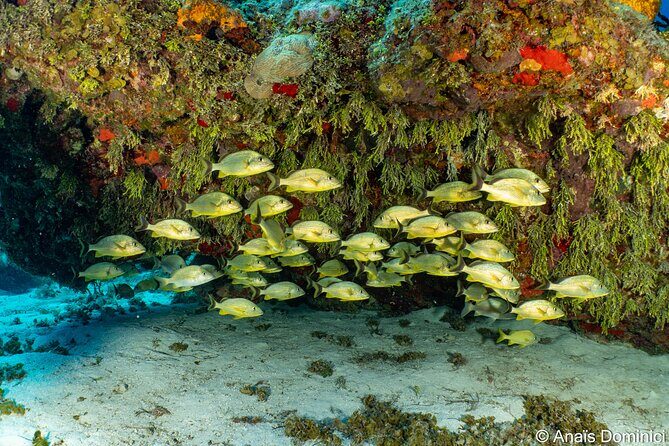 Discover Scuba Diving at Cozumel Marine Park - PADI Instructor Support and Safety: What the Team Does Well