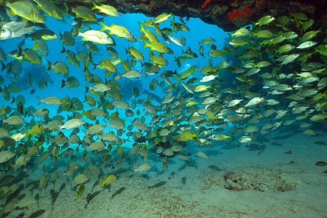 Discover Scuba Diving Course in Playa del Carmen with Two Coral Reef Dives - Two Afternoon Reef Sessions (12:00–16:00): 40 Minutes Each in Different Locations