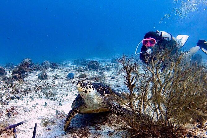 Discover Scuba Diving in Cozumel - Why Cozumel Works So Well for a Beginner’s Underwater Try