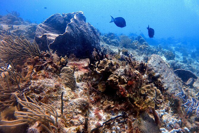 Discover Scuba Diving in Cozumel - Your PADI Discover Scuba Skills: What You Learn Before Going Under