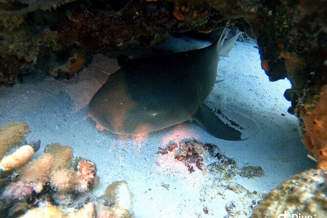 Discover Scuba Diving in Cozumel - Small Group Attention: Safety Checks and a Pace That Works
