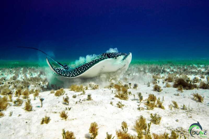Discover Scuba Diving in Playa del Carmen - 2 dives - Price and Value for Two Reef Sessions