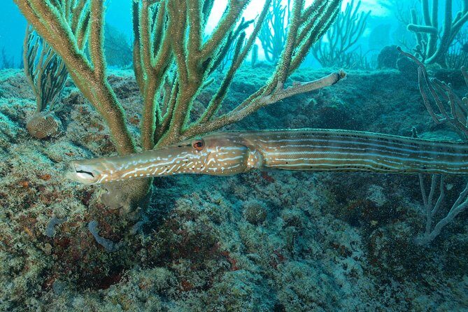 Discover Scuba Diving PADI in Playa del Carmen including underwater video - Two Ocean Sessions: What You Might See (and Why It Feels Magical)