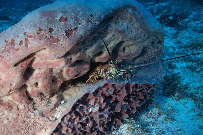 Discover Scuba Diving PADI in Playa del Carmen including underwater video - Who This Is Best For (and Who Should Rethink It)