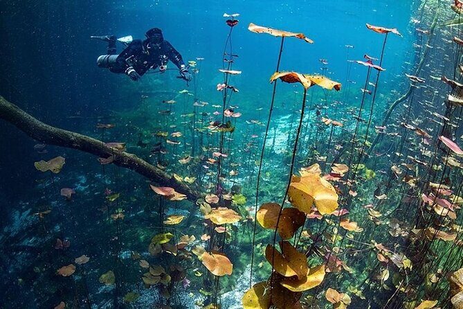 Dive into Tulum: Tour 3 Cenotes, from Riviera Maya - Luna Cenote: Jungle Light, Covered Vibes, and a Better Swim Rhythm